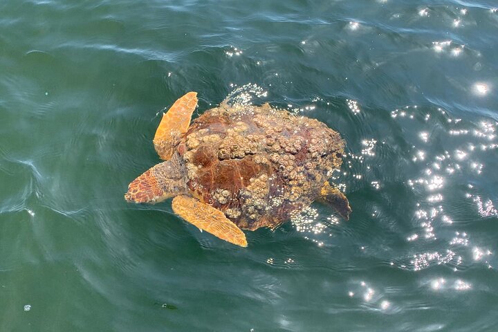 Crociera con delfini condivisi a Pensacola Beach | Frisky Mermaid