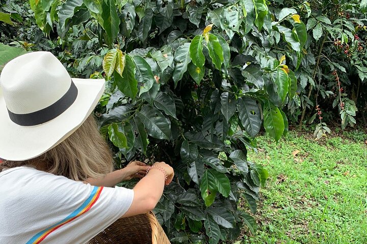 Coffee Farm Tour from Bogotá – Be a Farmer for a Day