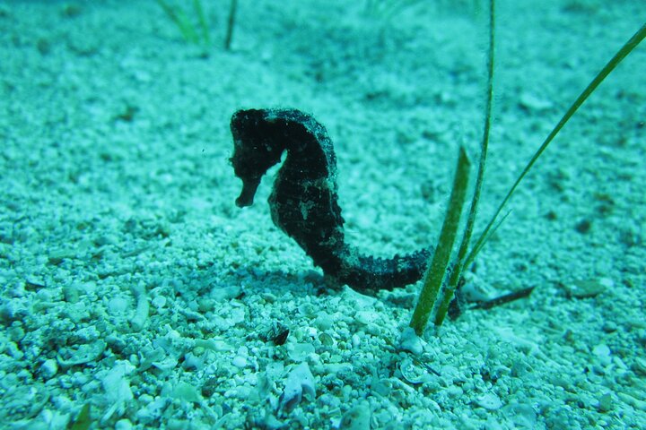 Ontdek Scuba Duiken in Protaras - Privé + Foto's & Video's
