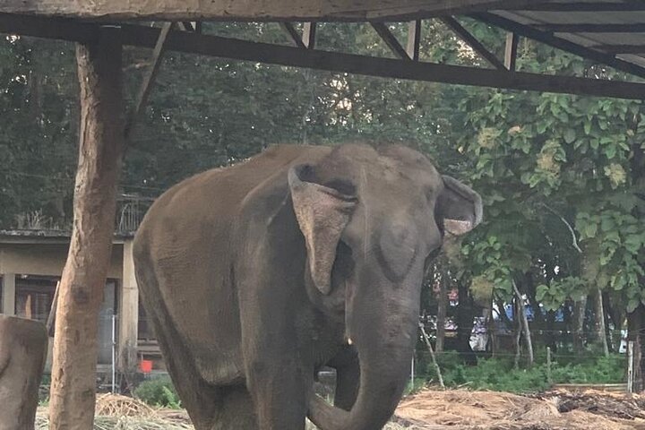 3 - Dag Chitwan Jungle Safari fra Kathmandu – All Inclusive Tour
