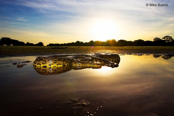 Tour della fauna del Pantanal di 3 giorni da Cuiaba con Alloggio