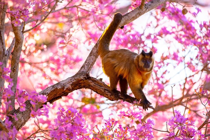 Tour 8 Días Jaguares y Pantanal Safari