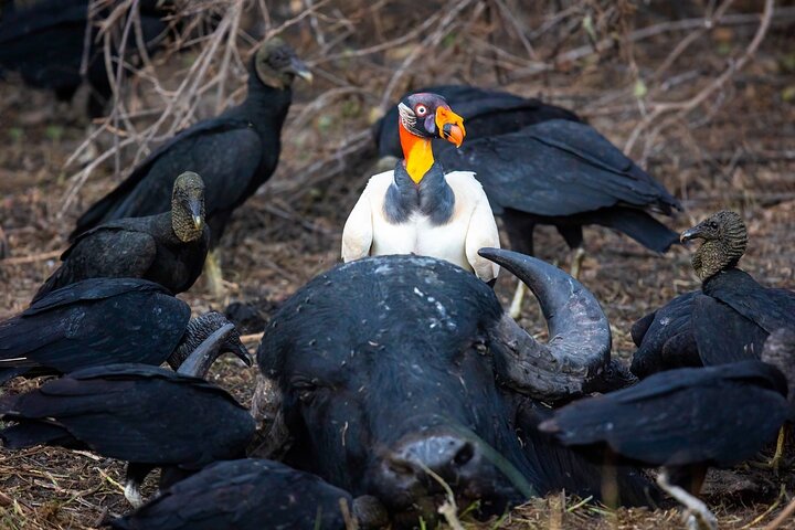 Tour 8 Días Jaguares y Pantanal Safari
