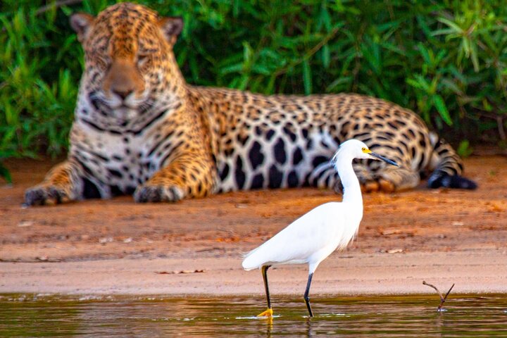 Tour 8 Días Jaguares y Pantanal Safari