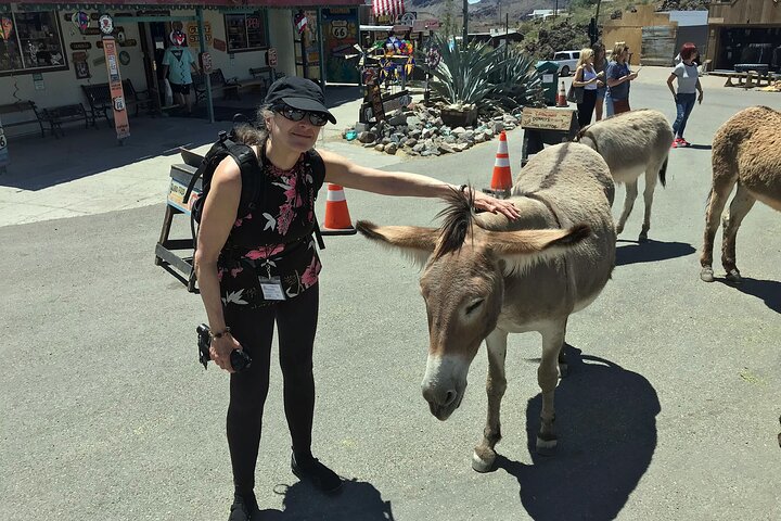 Oatman Mining Camp & Burros : Visite historique de la Route 66 au départ de Laughlin