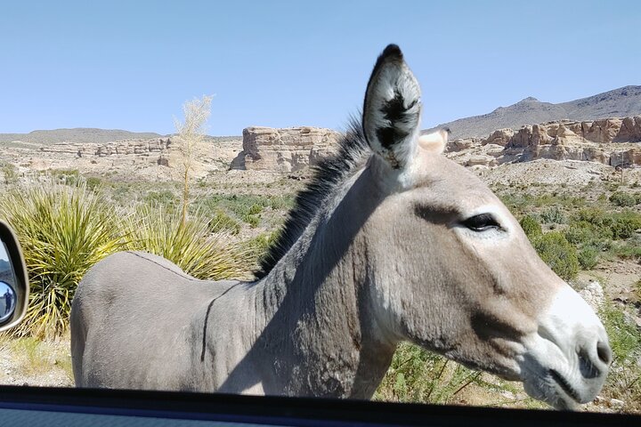 Oatman Mining Camp & Burros : Visite historique de la Route 66 au départ de Laughlin