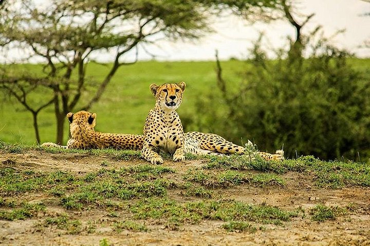 Cratera de Ngorongoro de 5 dias e Safari no Lago Manyara saindo de Arusha