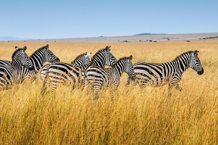 Cratera de Ngorongoro de 5 dias e Safari no Lago Manyara saindo de Arusha