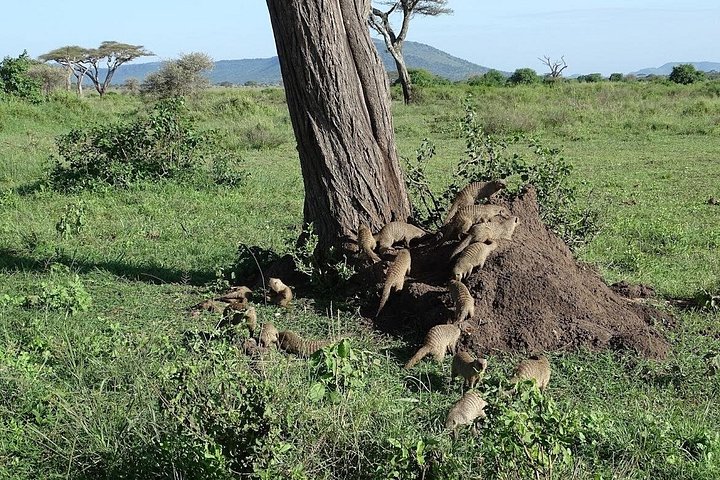 Cratera de Ngorongoro de 5 dias e Safari no Lago Manyara saindo de Arusha