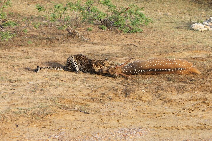 Safari de día completo (Lo mejor para leopardos y elefantes y más..)