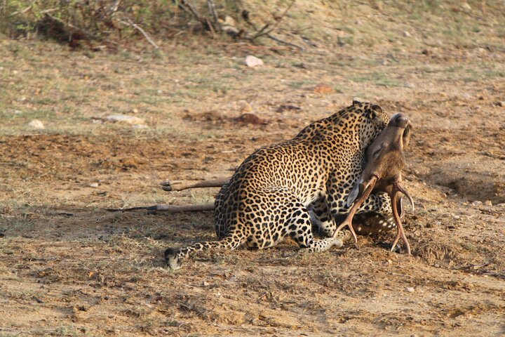 Safari de día completo (Lo mejor para leopardos y elefantes y más..)