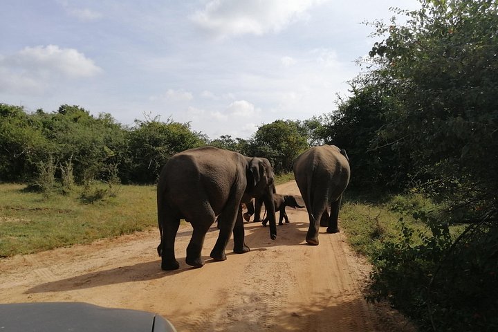 Udawalawa Safari & Olifantenweeshuis Tour vanuit de haven van Hambantota
