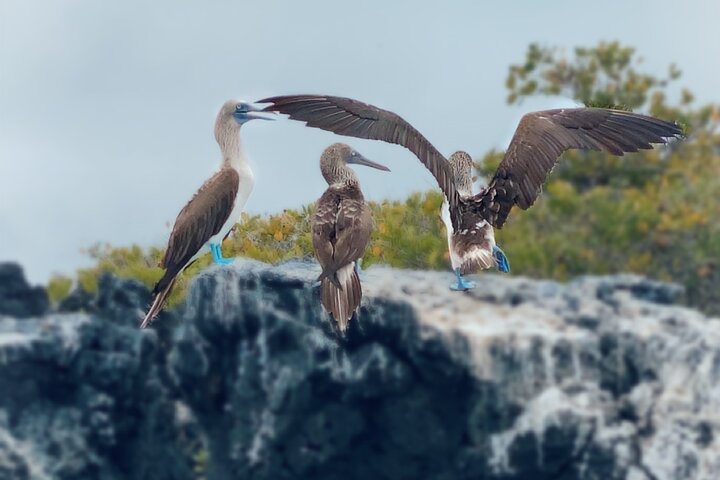 Snorkeling e Observação de Fauna no Ilhéu Las Tintoreras