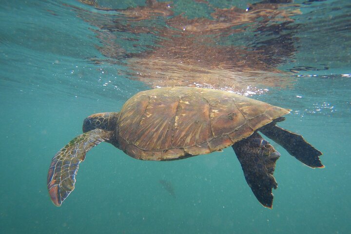 Snorkeling e Observação de Fauna no Ilhéu Las Tintoreras