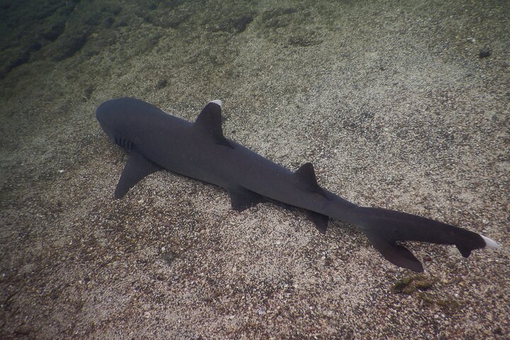 Snorkeling e Observação de Fauna no Ilhéu Las Tintoreras