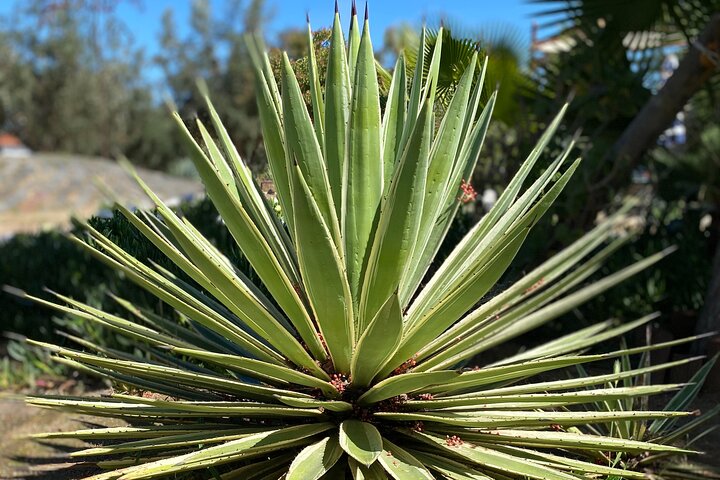 Visite gastronomique et œnologique premium de la vallée de Guadalupe