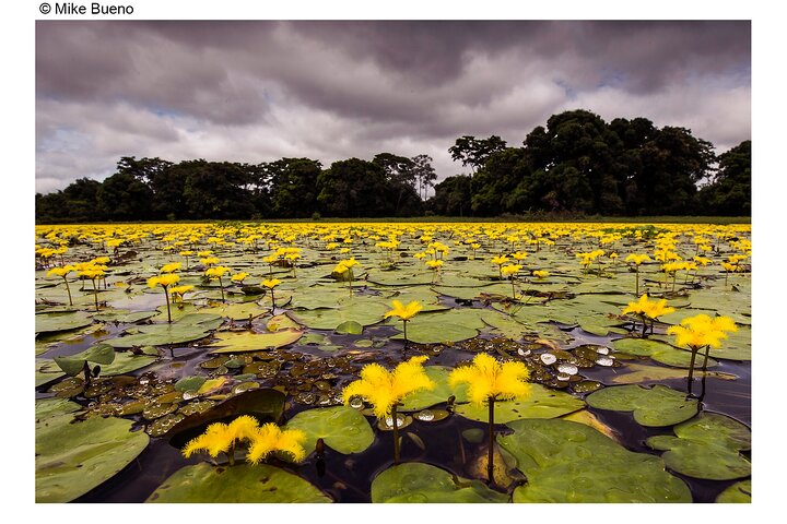 Tour 8 Días Jaguares y Pantanal Safari