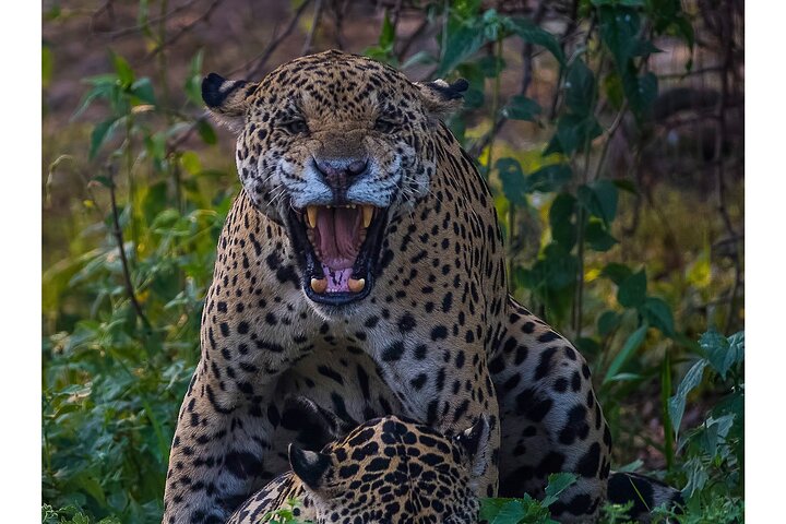 Tour 8 Días Jaguares y Pantanal Safari