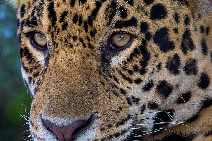 Tour 8 Días Jaguares y Pantanal Safari
