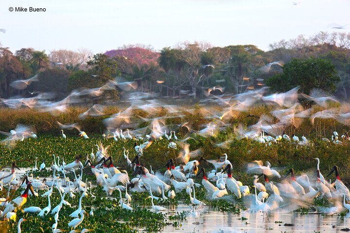 Tour 8 Días Jaguares y Pantanal Safari