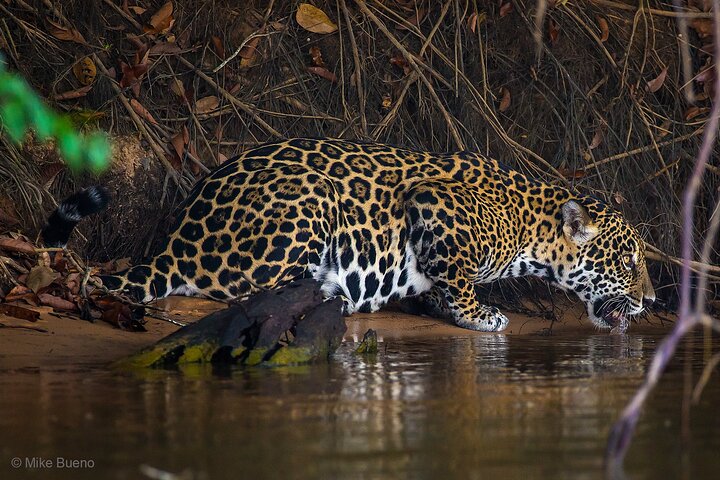 Tour 8 Días Jaguares y Pantanal Safari
