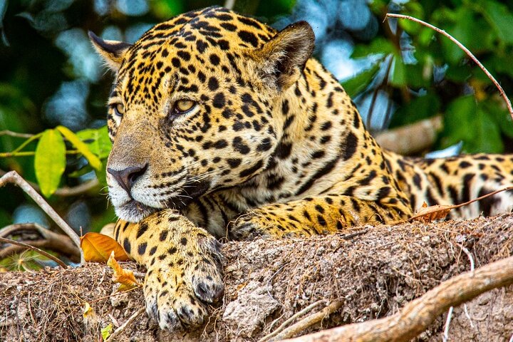Tour 8 Días Jaguares y Pantanal Safari