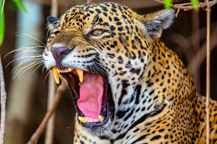 Tour 8 Días Jaguares y Pantanal Safari
