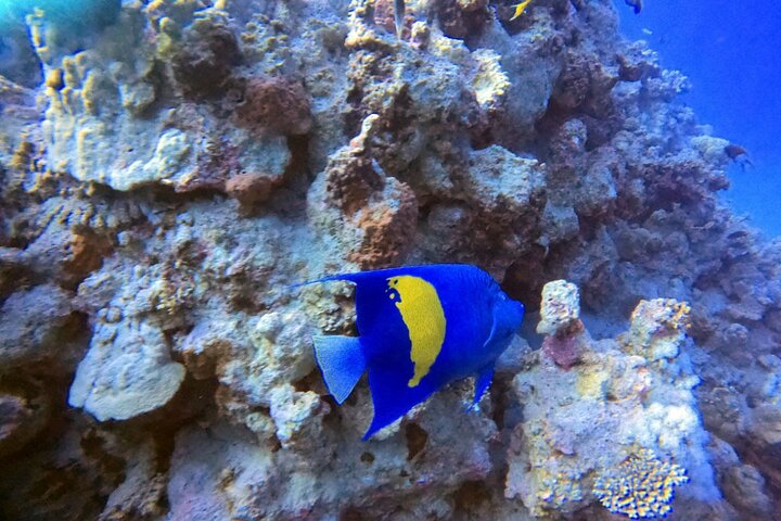 Privates Taucherlebnis im Herzen des Roten Meeres in Aqaba