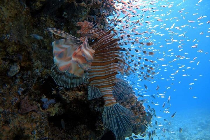 Privates Taucherlebnis im Herzen des Roten Meeres in Aqaba
