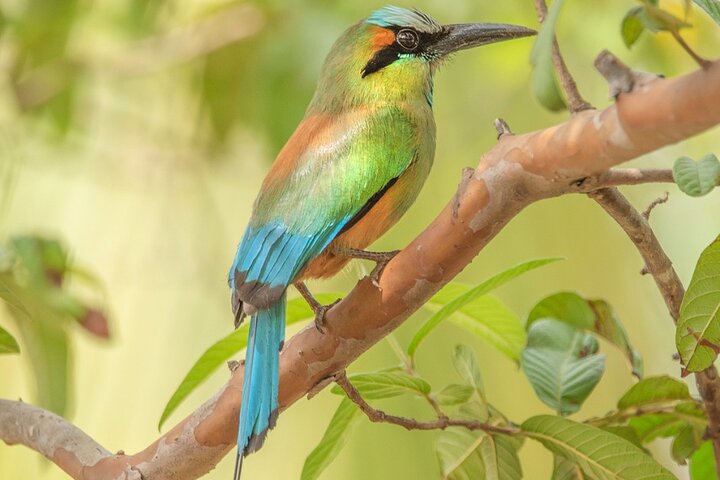 Caminhada no vulcão Rincon de la vieja, cachoeira Oropendola, fontes termais e combinação de almoço