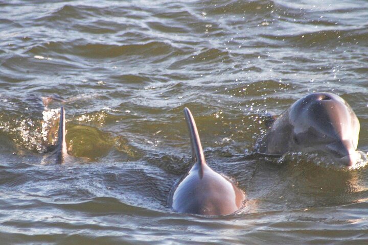 2-timers delfin- og naturøketur fra Orange Beach