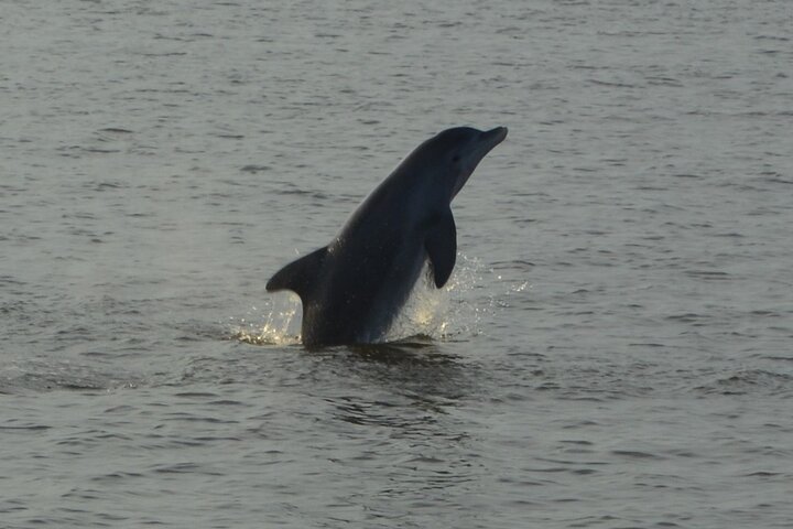2-timers delfin- og naturøketur fra Orange Beach