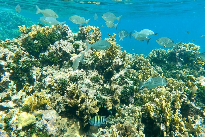 Caribbean Catamaran Day Cruise: Strande, snorkling og frokost