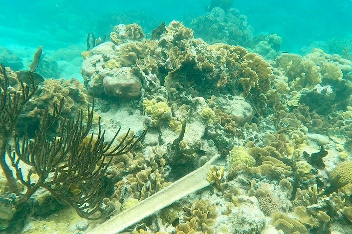 Caribbean Catamaran Day Cruise: Strande, snorkling og frokost