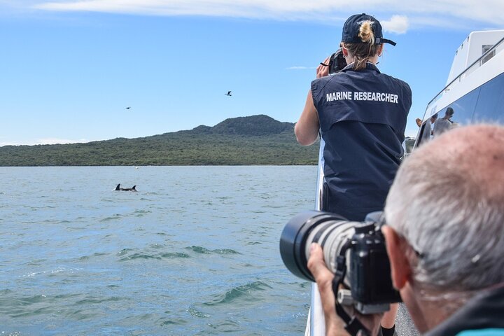 Auckland Eco-safaricruise met dolfijnen en walvissen spotten