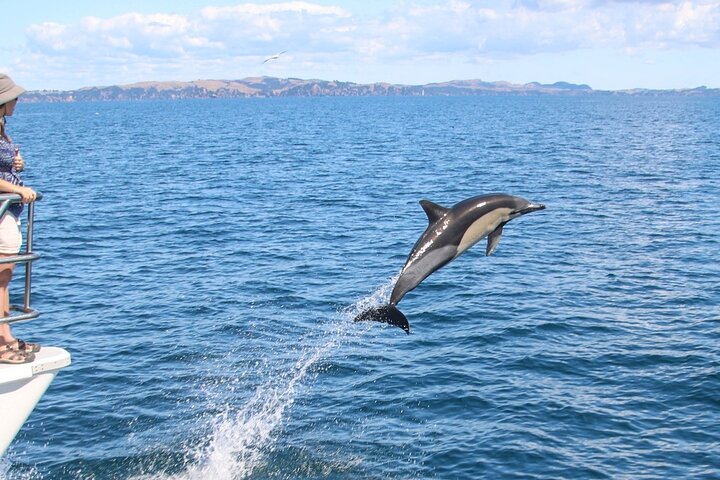 Auckland Eco-safaricruise met dolfijnen en walvissen spotten