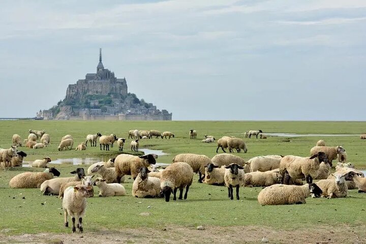 Excursión de un día con conductor local al Mont Saint Michel desde Saint Malo 6h