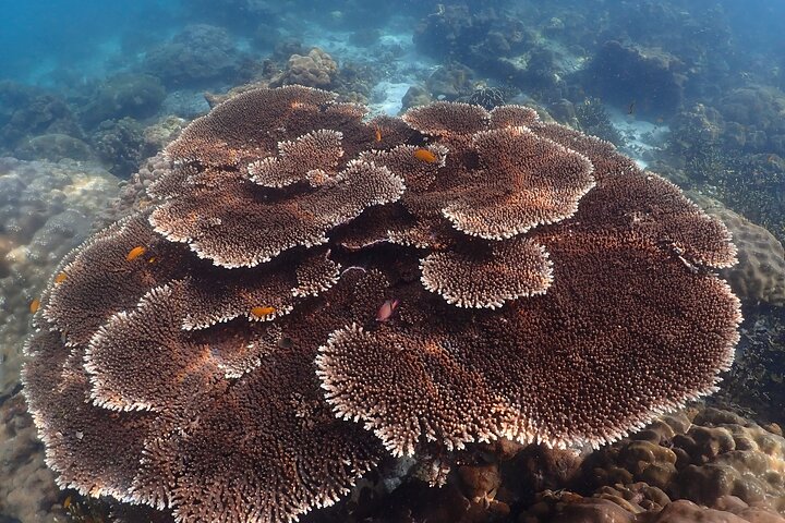 Tour di Phi Phi, Maya Bay e Khai Islands di Seastar Andaman da Khao Lak