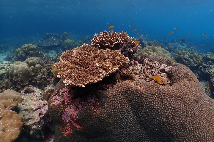 Tour di Phi Phi, Maya Bay e Khai Islands di Seastar Andaman da Khao Lak