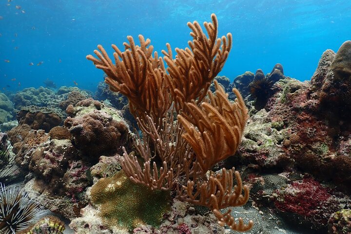 Tour di Phi Phi, Maya Bay e Khai Islands di Seastar Andaman da Khao Lak