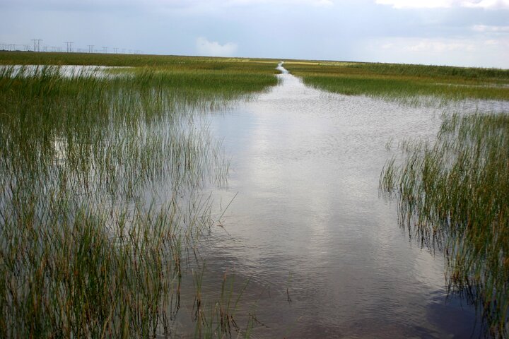 Florida: Fahrt durch die Everglades im Sumpfboot und Begegnung mit wild lebenden Tieren