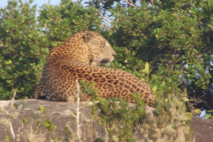 Safari de día completo (Lo mejor para leopardos y elefantes y más..)