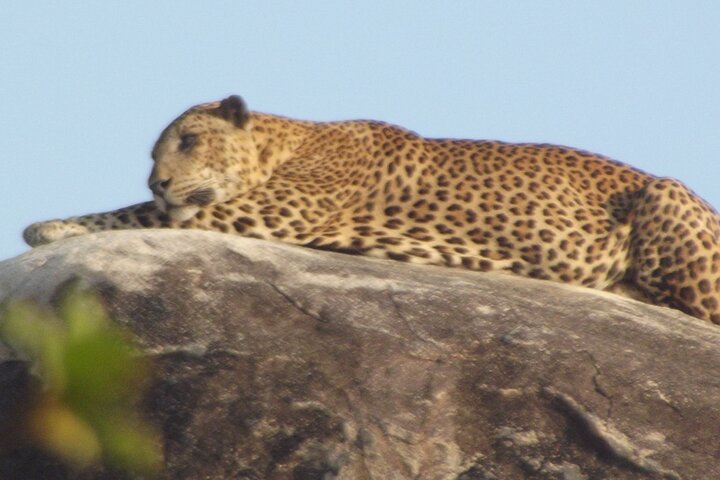 Special Leoparden und Elefanten Safari - 04.30 bis 11.30 Uhr