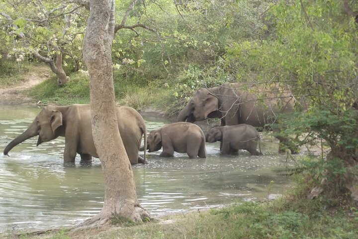 Special Leoparden und Elefanten Safari - 04.30 bis 11.30 Uhr