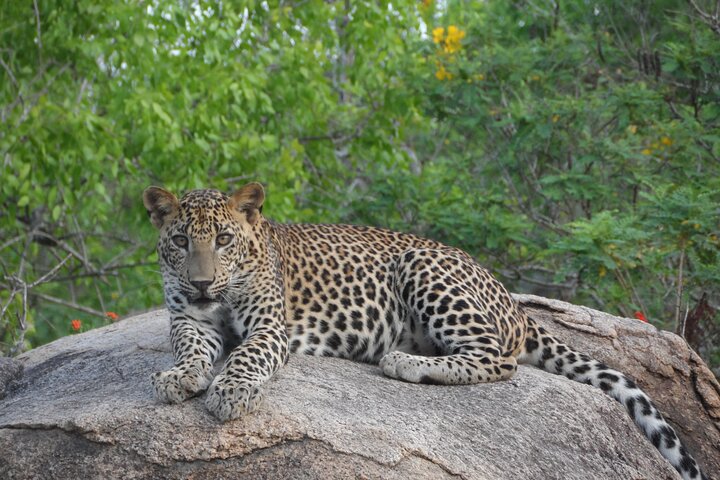 Special Leoparden und Elefanten Safari - 04.30 bis 11.30 Uhr