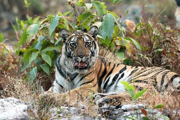 WildlifeSafari i Tadoba, Pench, Kanha og Bandhavgarh NationalPark