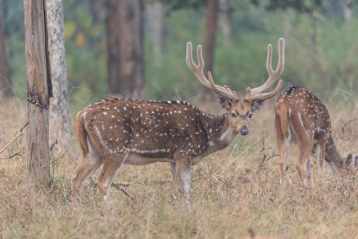 WildlifeSafari i Tadoba, Pench, Kanha og Bandhavgarh NationalPark