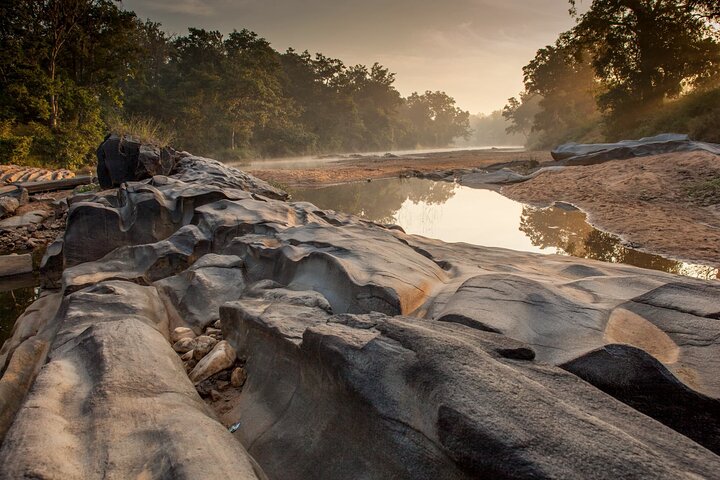 WildlifeSafari i Tadoba, Pench, Kanha og Bandhavgarh NationalPark