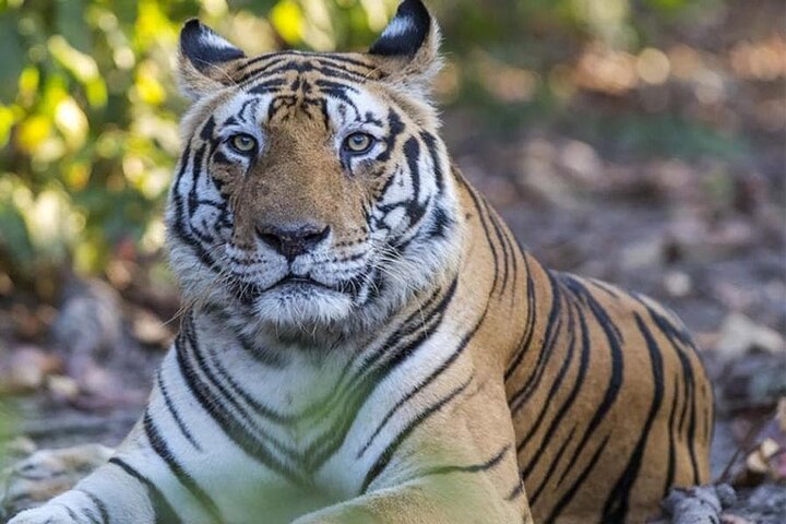 WildlifeSafari i Tadoba, Pench, Kanha og Bandhavgarh NationalPark