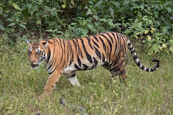 WildlifeSafari i Tadoba, Pench, Kanha og Bandhavgarh NationalPark